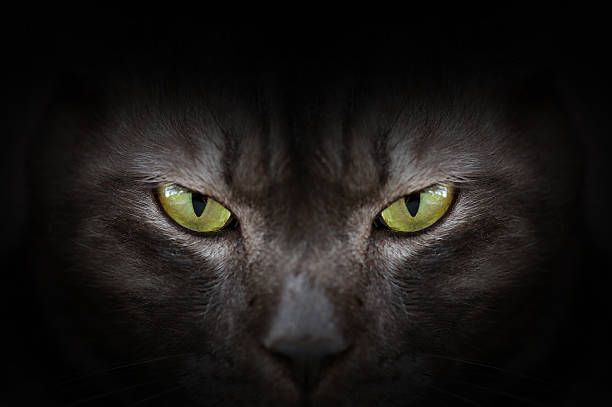 istock Eyes of black cat in dark, Hypnotic Cat Eyes 539449294