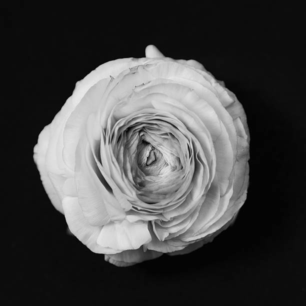 istock Buttercup ranunculus flower, monochrome converted 539450098