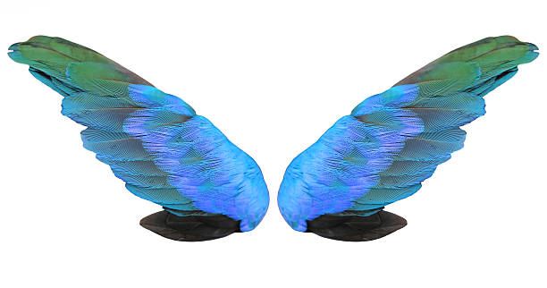 istock Colorful feathers wings isolated on white background 539450302