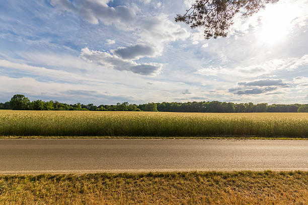 istock empty country road -  wheat field background and blue sky 539450332