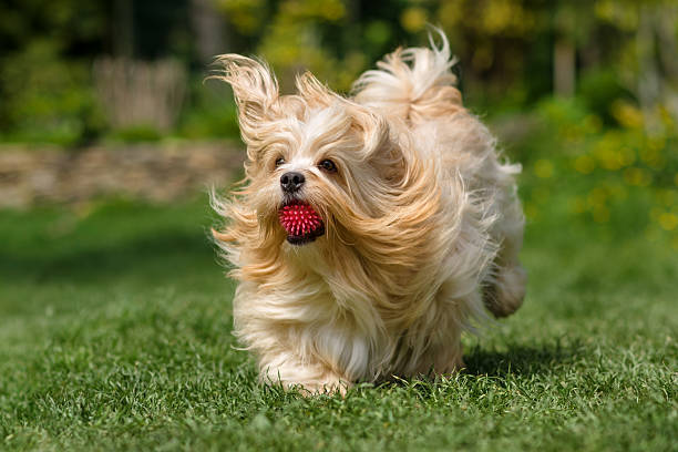 Playful orange havanese dog is running with a ball