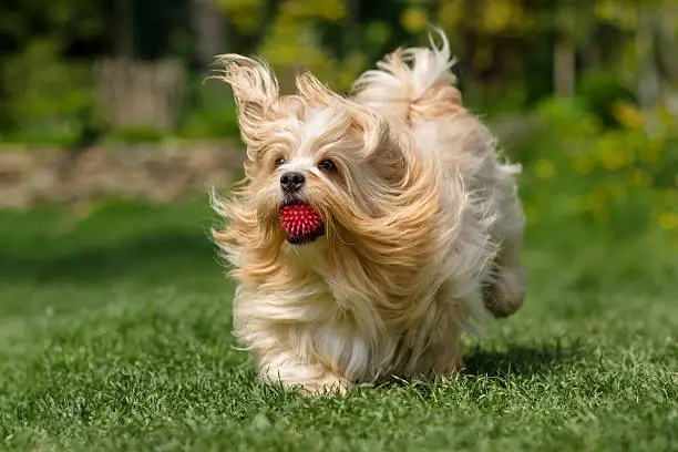 Playful orange havanese dog is running with a pink ball in his mouth in a spring garden