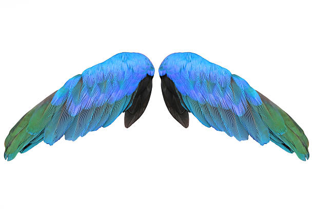istock Colorful feathers wings isolated on white background 539450444