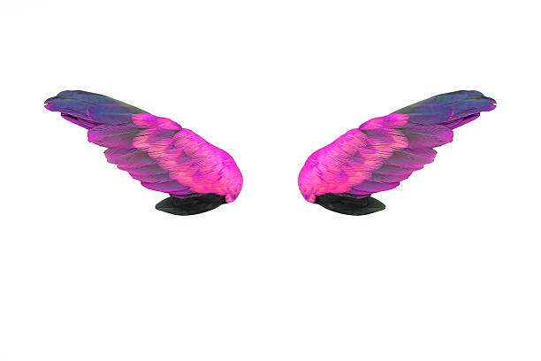istock Colorful feathers wings isolated on white background 539450688