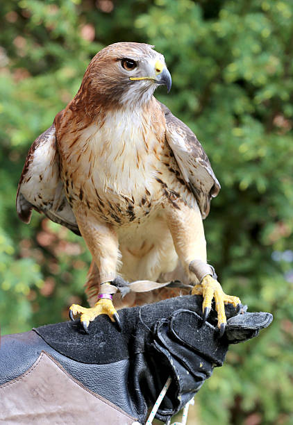 istock Trained red-hawk sitting on the falconer's glove 539451146