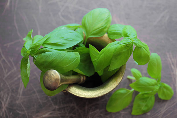 Fresh basil herbs stock photo