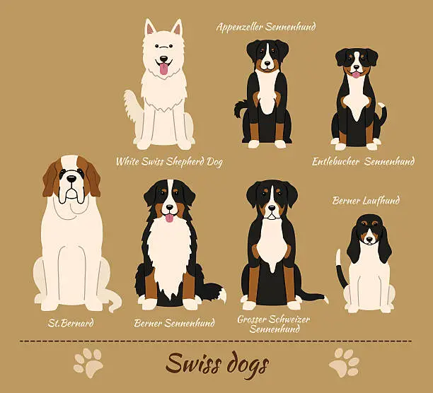Vector illustration of Swiss breed of dogs