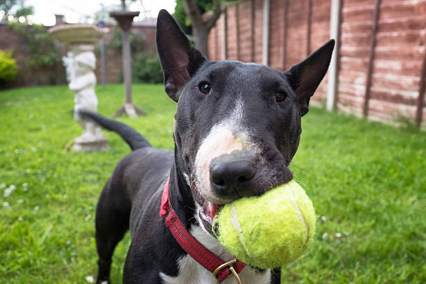 Black And White English Bullterrier Playing Fetch A Black And White English Bull Terrier Playing Fetch With A Tennis Ball bull terrier stock pictures, royalty-free photos & images