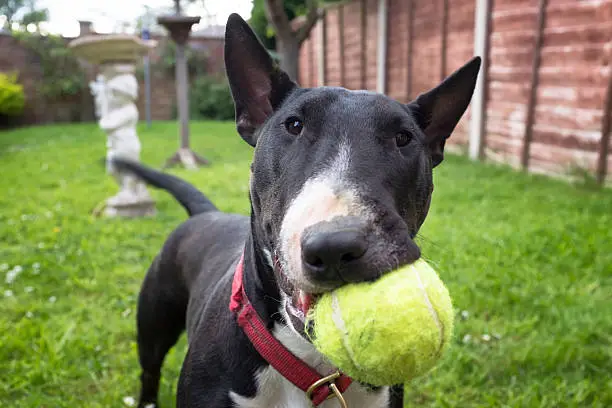 A Black And White English Bull Terrier Playing Fetch With A Tennis Ball