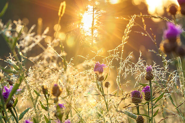 istock sunrise on the blossoming summer meadow 539452010
