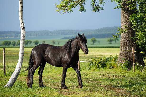 istock Friesian colt in meadow 539452950