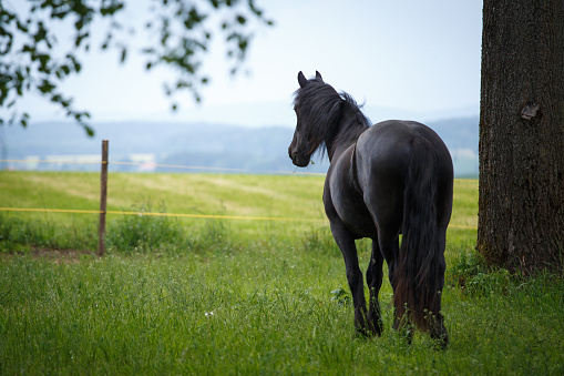Friesian colt in meadow. Black Friesian horse.