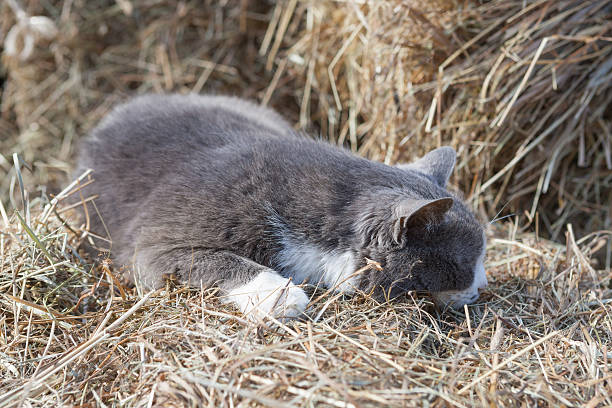 Kot śpiący na sianie – zdjęcie