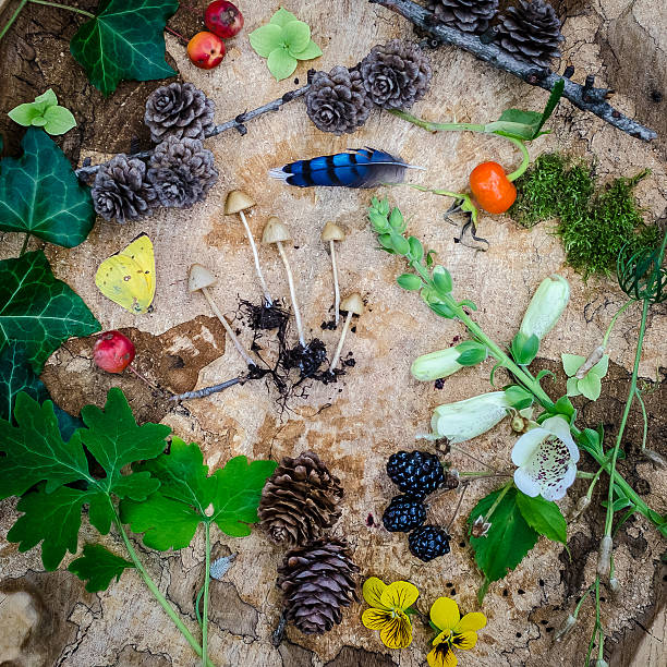 Botanical Study - Autumn Woodland Collection