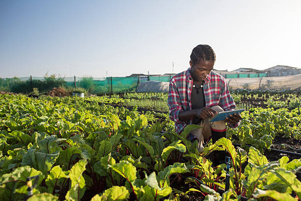 junge afrikanische mann überprüfen seine tablette im gemüsegarten - developing countries fotos stock-fotos und bilder