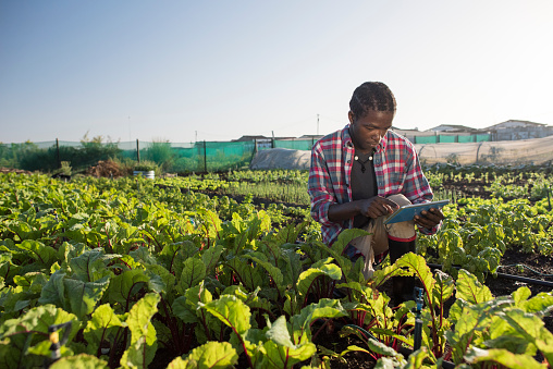 Joven africano verifica su tableta en jardín de vegetales photo