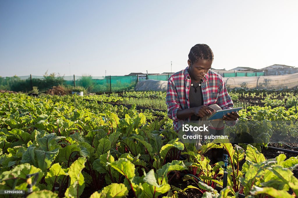 Joven africano verifica su tableta en jardín de vegetales - Foto de stock de África libre de derechos