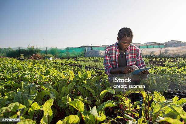 Joven Africano Verifica Su Tableta En Jardín De Vegetales Foto de stock y más banco de imágenes de África