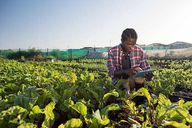 Young African male checking his tablet in vegetable garden Young African Xhosa Male in his vegetable garden, sits on his haunches while referencing information on his tablet. developing countries photos stock pictures, royalty-free photos & images