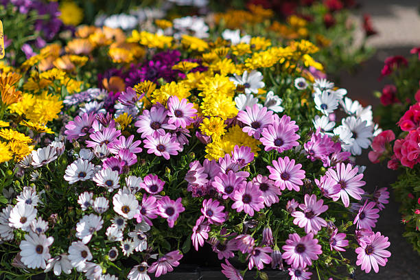colorful daisy flowers on a market stall