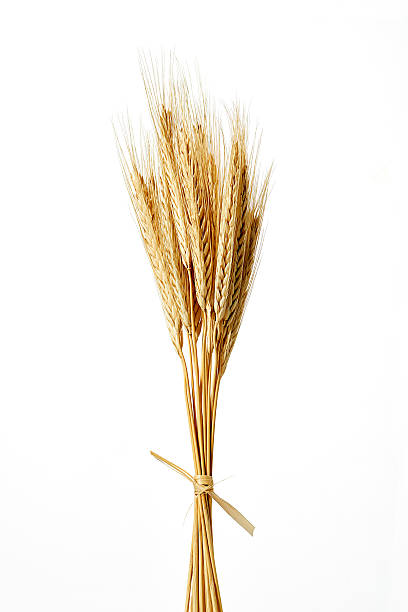 istock arrangement of wheat 539454744
