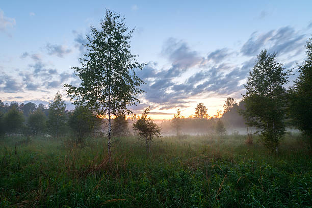 istock Evening landscape in a wild field with fog 539455140