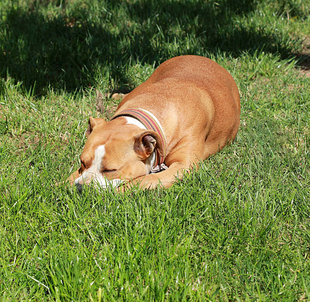 istock American Staffordshire Terrier sleeping on a grass 539456786