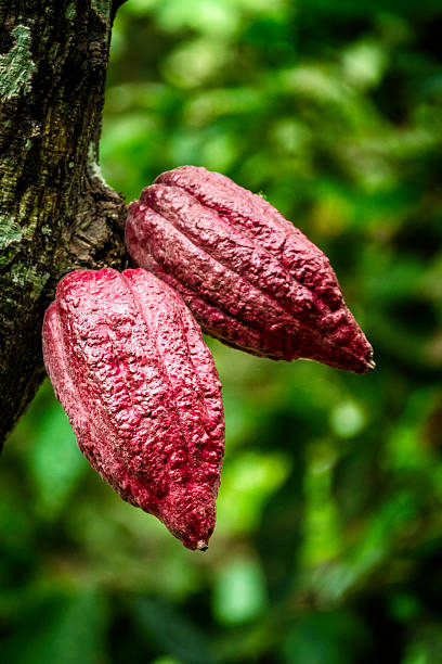 istock Chuao cocoa fruits hanging on tree. 539458368