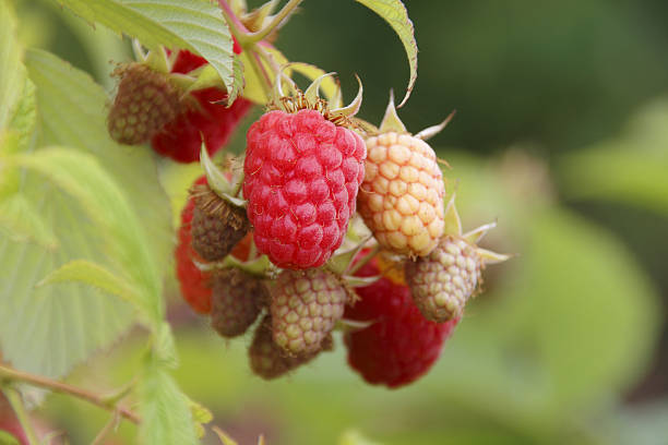 istock Stages of Fruit Ripening 539458924