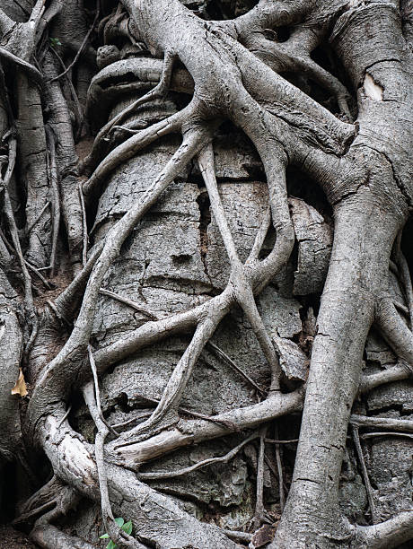 istock texture of the root form old giant tree 539460442