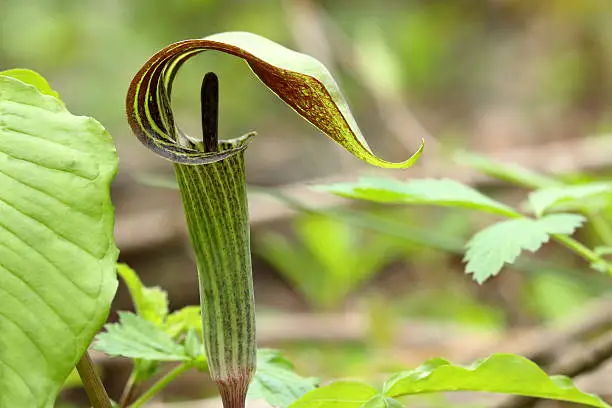 Photo of Jack-in-the-Pulpit