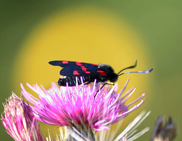 istock Butterflies in Europe: Six-spot burnet 539461096