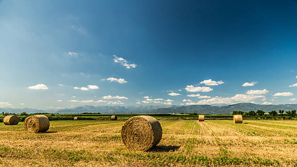istock hay bale in the fields of italy 539461184