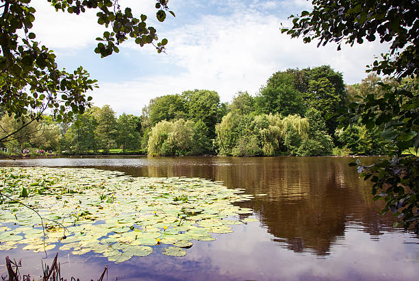 istock lake landscape with water lilies 539461256