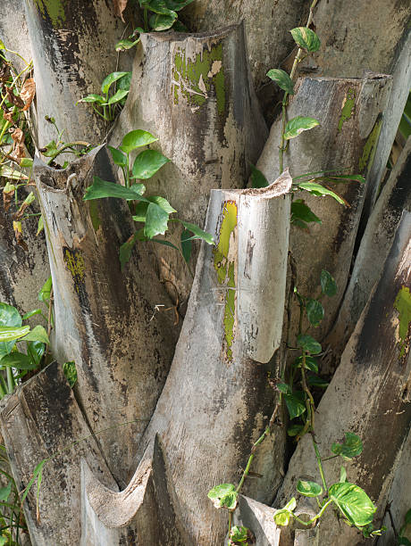 istock green vine grow up the old plam tree 539462126