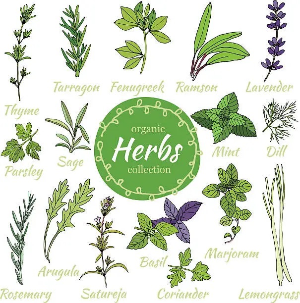 Vector illustration of Vector collection of herbs.