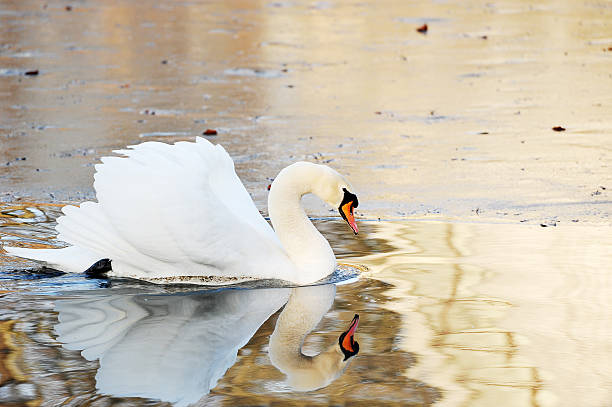istock white Swan swims in autumn pond 539462424