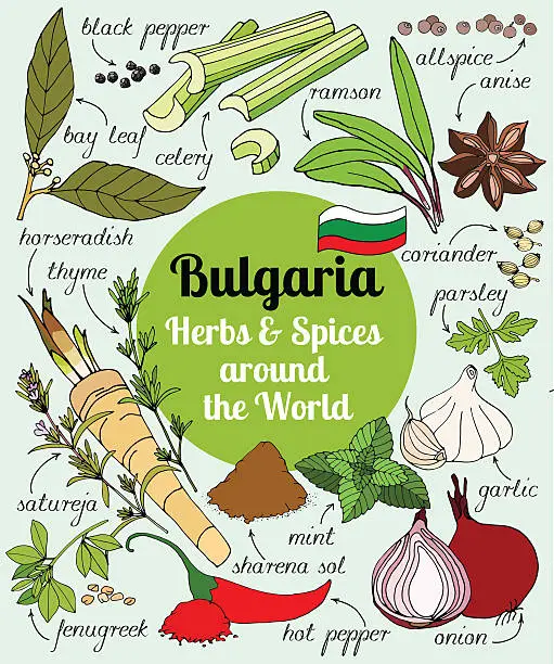 Vector illustration of Vector set of Bulgarian herbs and spices.