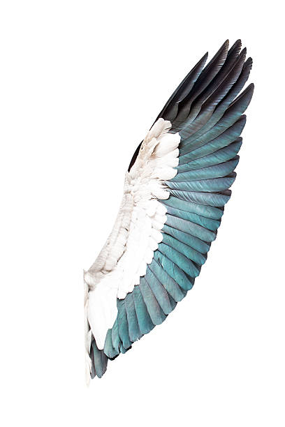 istock bird wings isolated on white background 539462586