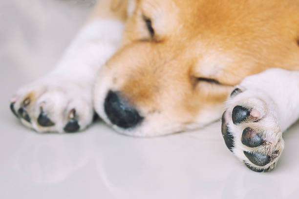 istock Puppy Lying on Granite Floor, Sleeping Dog 539463194