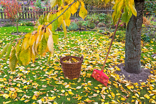 otoño; jardinería - japanese maple autumn leaf tree fotografías e imágenes de stock