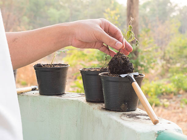 istock man planted a flower in a pot 539467492