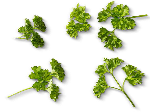 istock Twig of Parsley on white 539468040