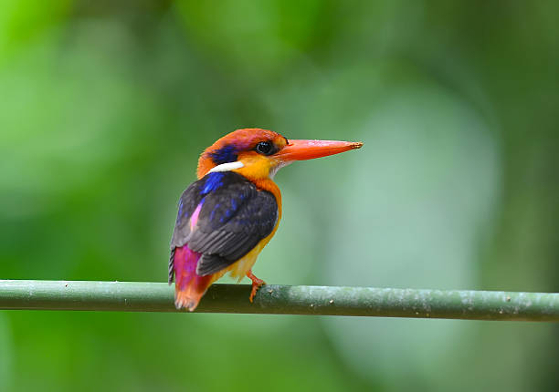 istock Colorful Kingfisher bird, Black-backed Kingfisher (Ceyx erithacu 539468148