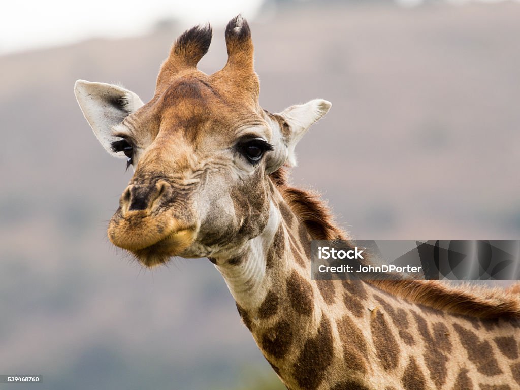 The South African Giraffe Stock Photo - Download Image Now - Africa