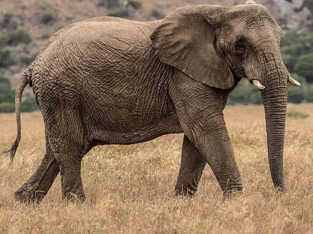 African elephants are the largest land animals on Earth. They are slightly larger than their Asian cousins and can be identified by their larger ears that look somewhat like the continent of Africa. (Asian elephants have smaller, rounded ears.)