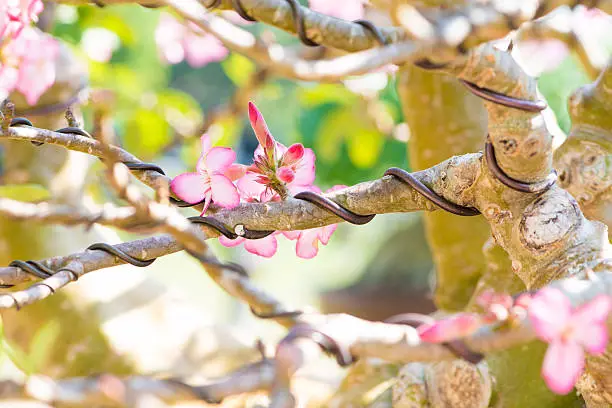 Photo of Closed up bonsai branch and wrapped by control wire