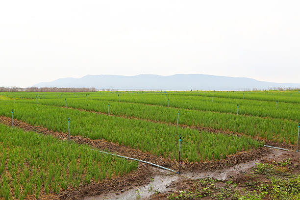 istock Green onion field in Thailand. 539469482