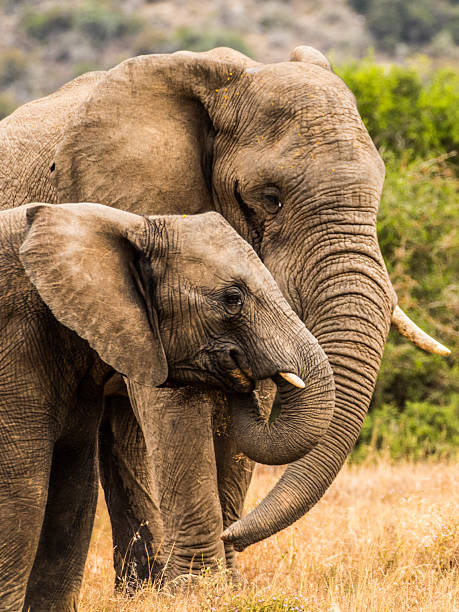 istock Elephant Matriarch with Juvenile 539469612