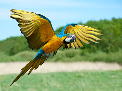Blue and yellow Macaw in flight with vegetation in the background